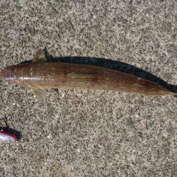 真昼間から釣り友とヒラメコラボｗ